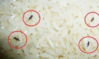 大米里面长虫子怎么办 大米生虫怎么办