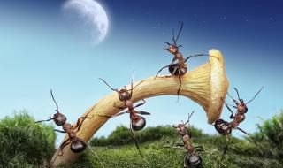昆虫记蚂蚁的外形和生活特征